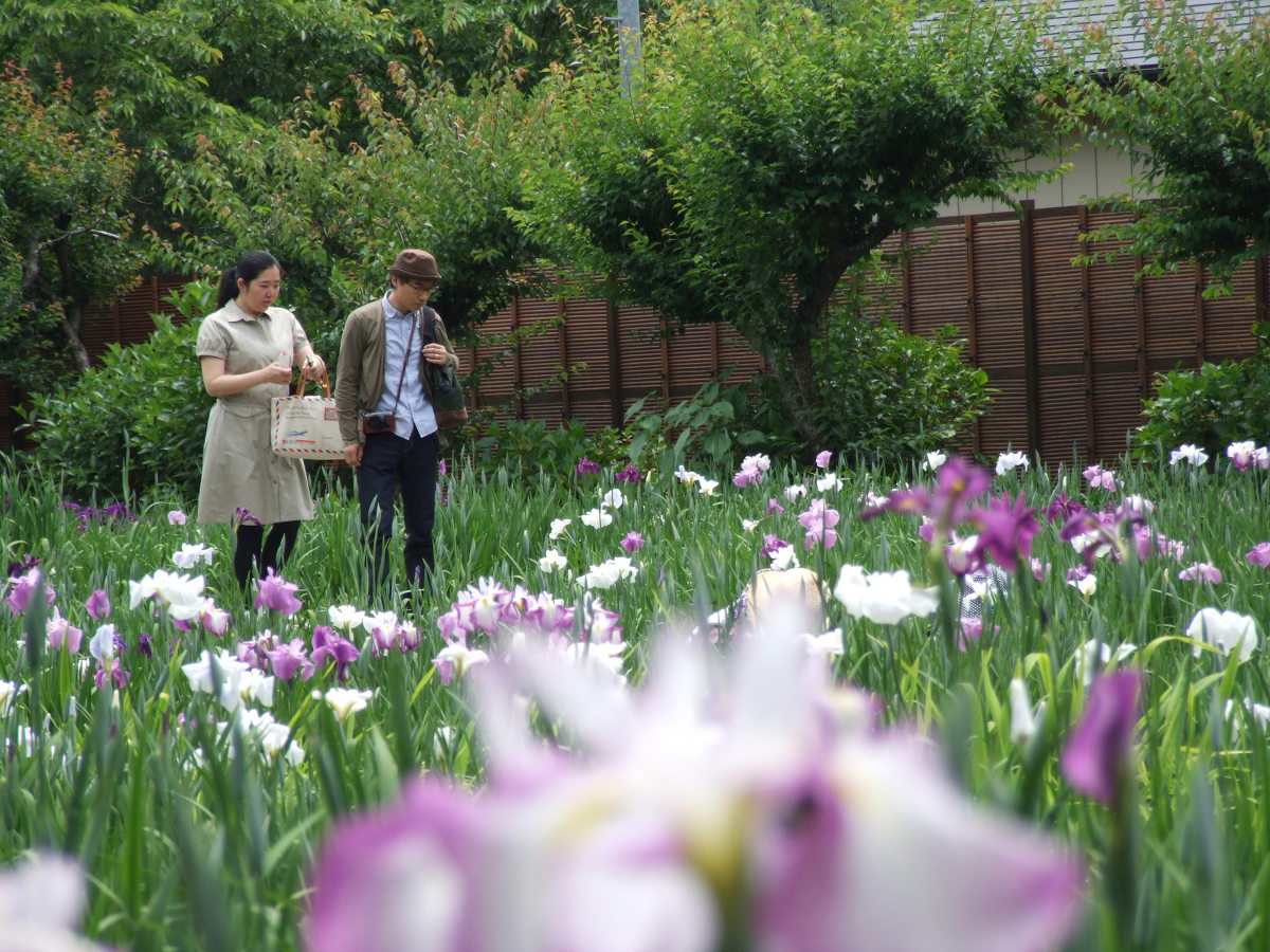 一宮花しょうぶ園開花状況（咲き始め）