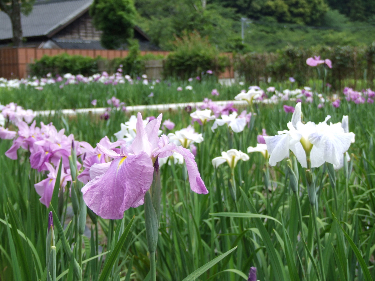 一宮花しょうぶ園 開花状況 「咲き始め」 ②