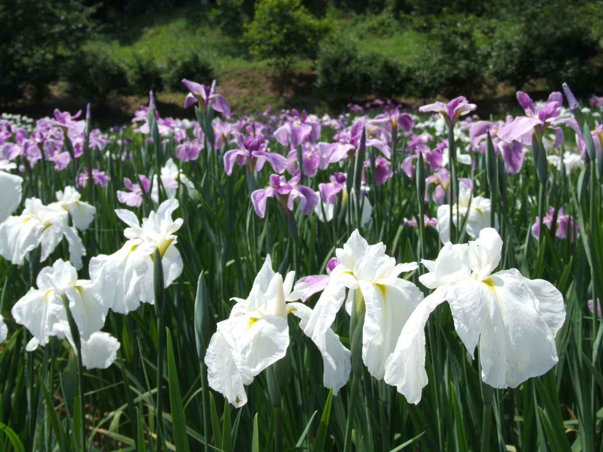 一宮花しょうぶ園 開花状況 「５分咲き」 