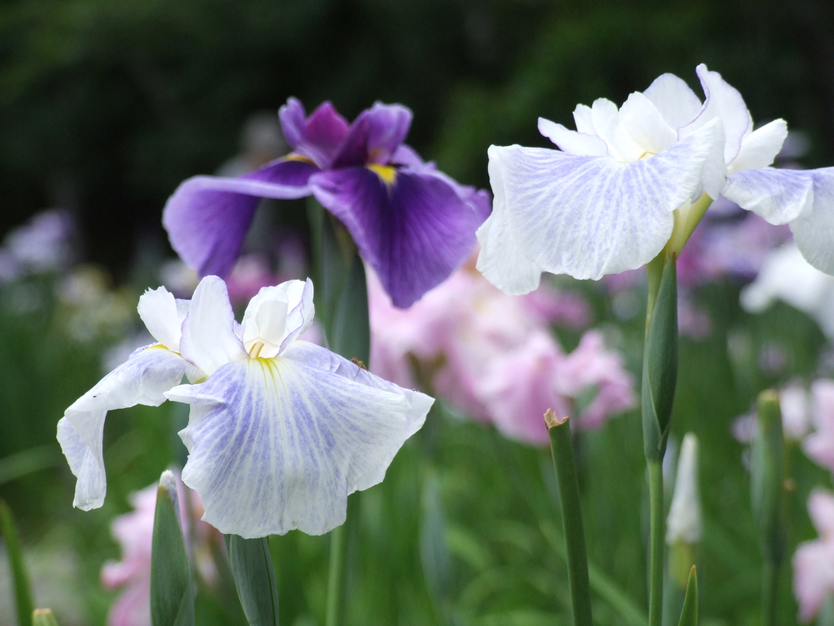 一宮花しょうぶ園 開花状況 「7分咲き」～「満開」