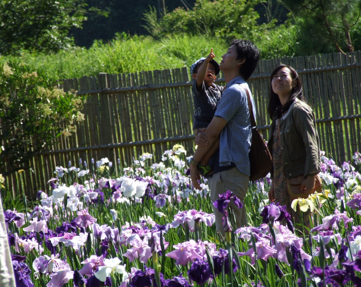 一宮花しょうぶ園 開花状況 「満開・見頃」①