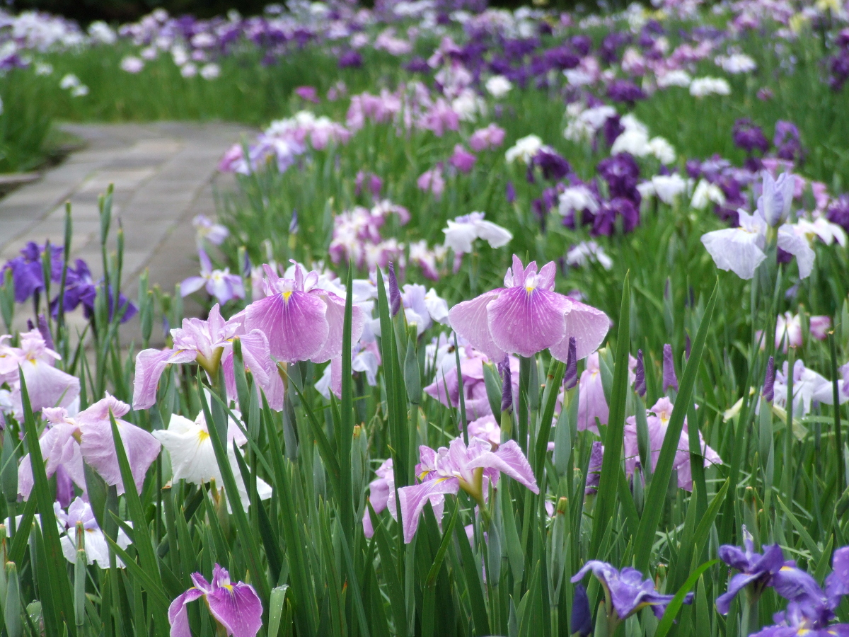 一宮花しょうぶ園 開花状況 一宮花菖蒲園 開花状況 「満開～散り始め」②