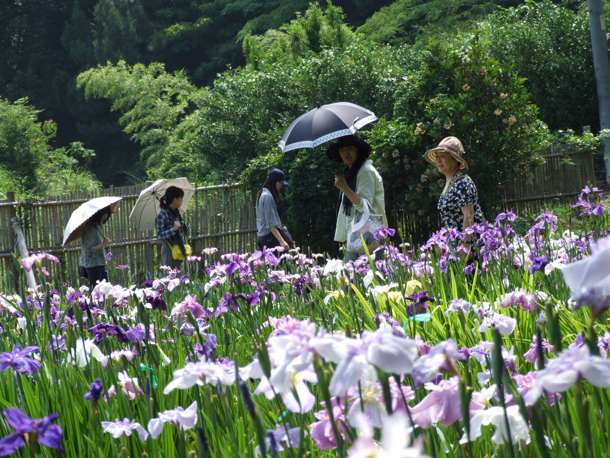 一宮花しょうぶ園閉園のお知らせ（平成２７年６月２０日閉園）