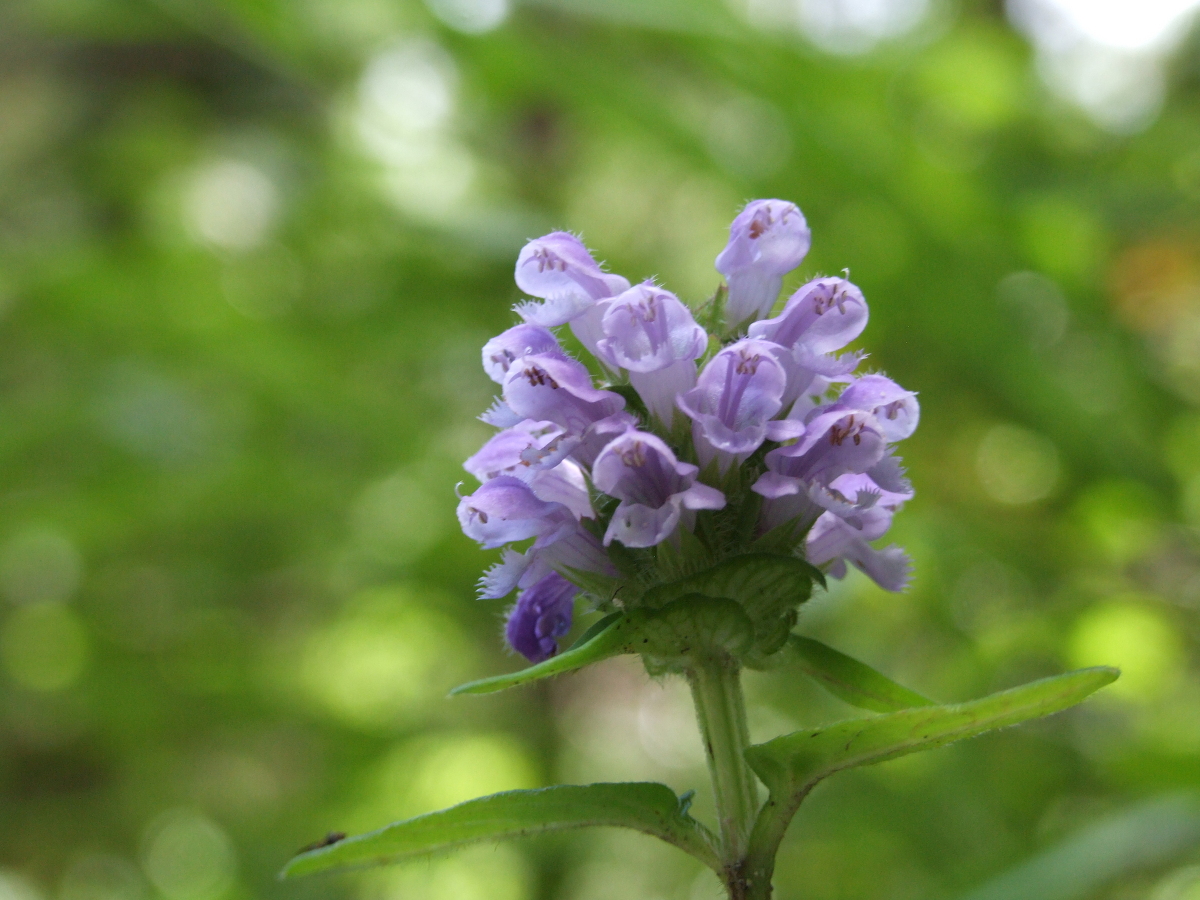 斎庭の草花 「ウツボグサ」・「トチバニンジン」・「クサギ」