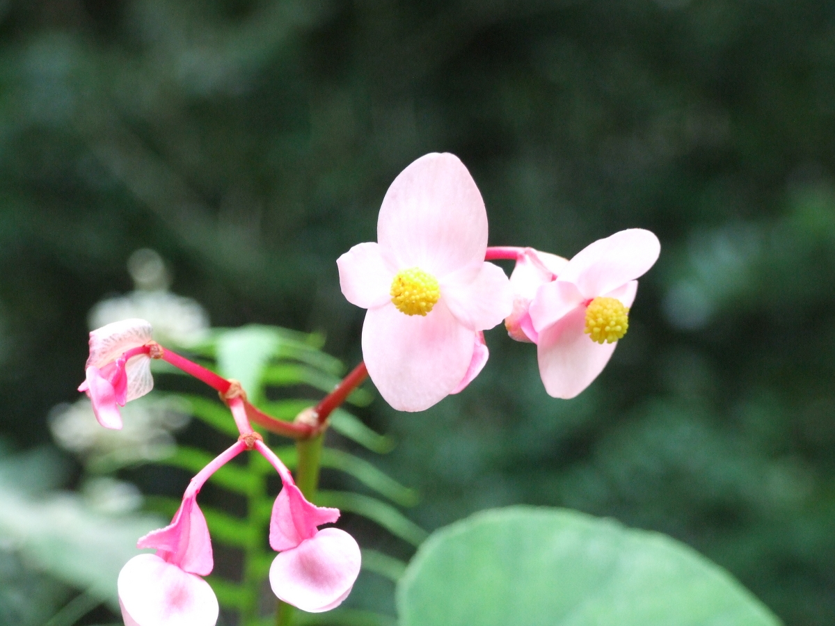 斎庭の草花 『シュウカイドウ』・『ヤブミョウガ』の開花!!!