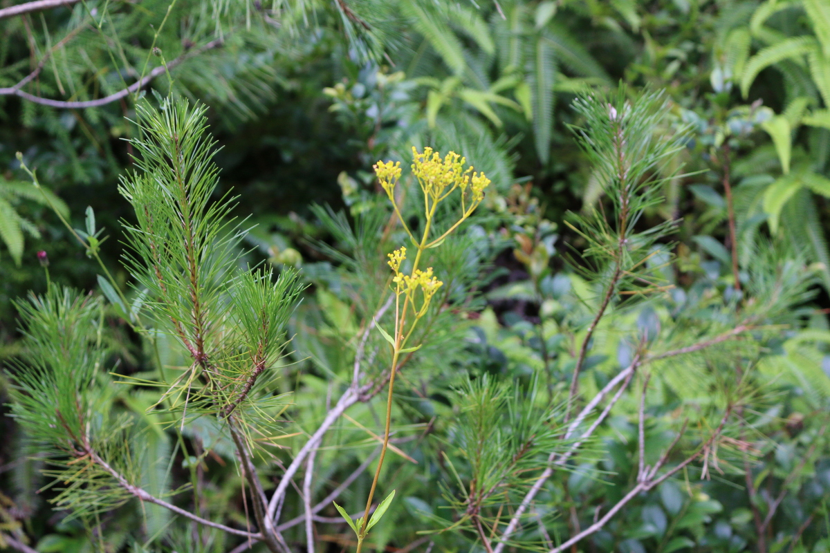 斎庭の草花 『オミナエシ』・『オトコエシ』・『キセルアザミ』・『ゲンノショウコ』の開花！！！