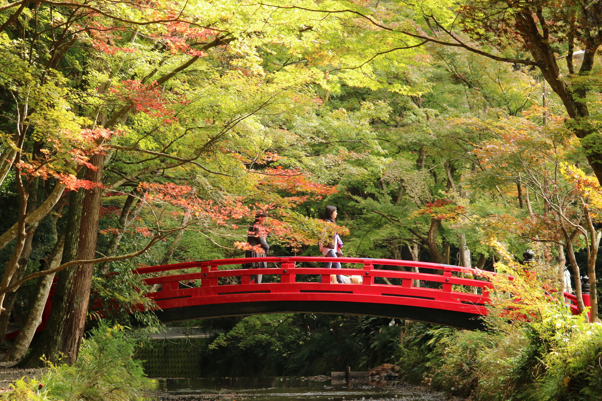 平成２7年 小國神社 紅葉情報！！！『色づき始め』