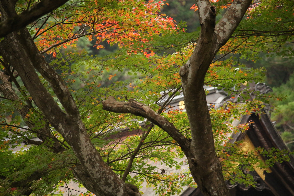 平成２７年 小國神社 紅葉情報！！！『色づき始め』③