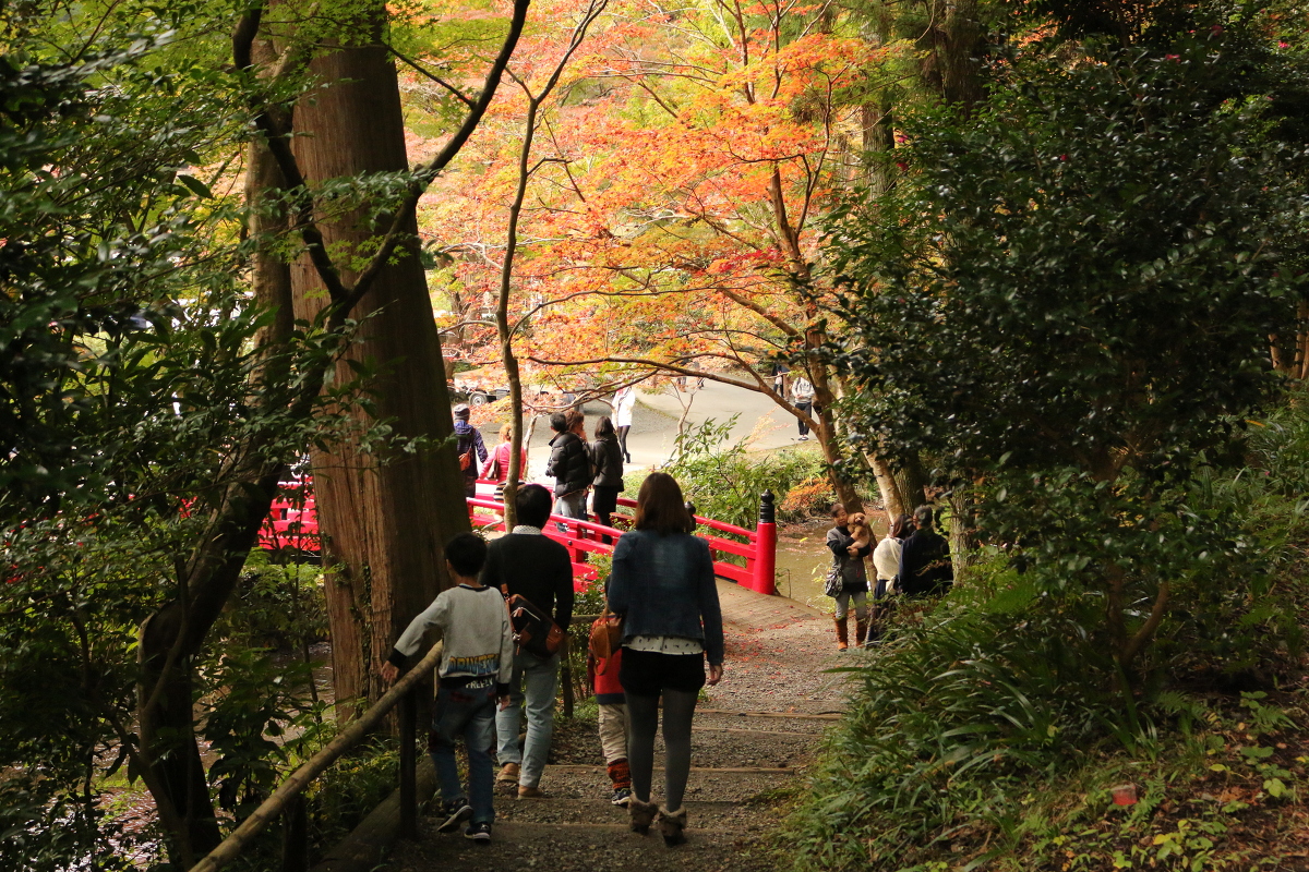 平成２７年 小國神社 紅葉情報！！！『紅葉』⑥