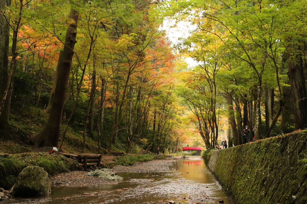 平成２７年 小國神社 紅葉情報！！！『紅葉』⑦