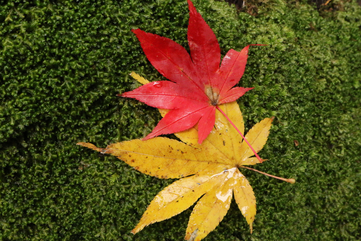 小國神社紅葉情報！！『紅葉』⑧