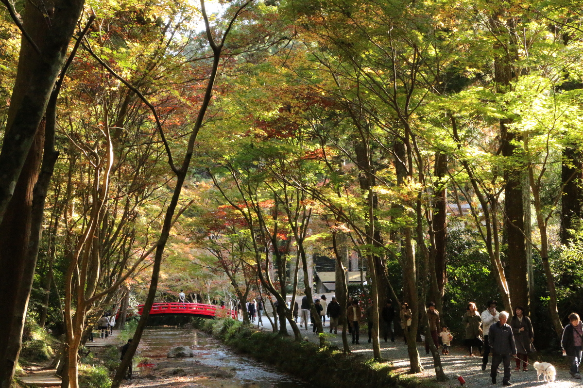 小國神社紅葉情報！！！『紅葉』～『ところにより色あせ始め』⑨