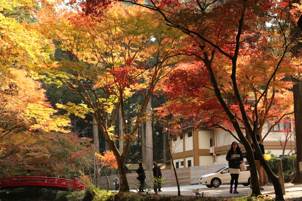 小國神社紅葉情報！！！『紅葉』～『ところにより色あせ始め』⑩