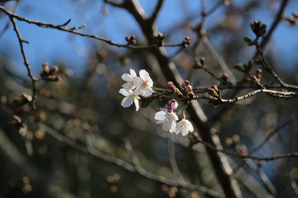 小國神社 桜開花情報！！！①