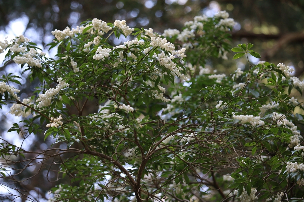 斎庭の草花 アセビ（馬酔木）・シャガ（著莪）の開花