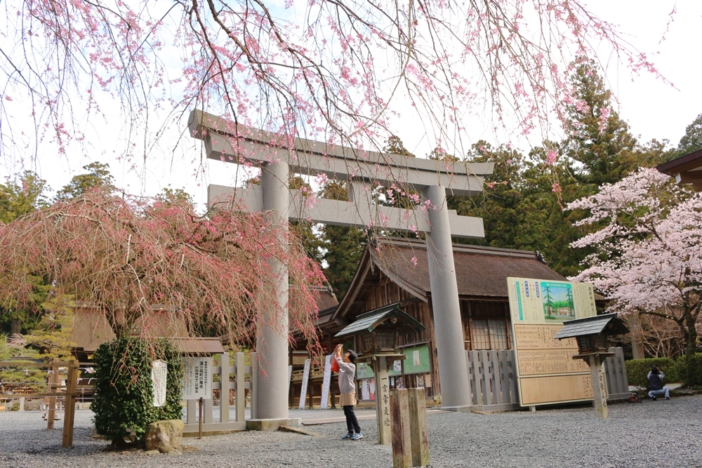 小國神社 桜開花情報！！！④『３分咲き』～『７分咲き』ところにより『満開』 