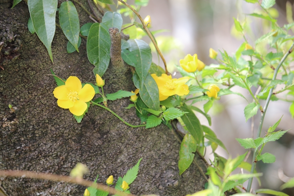 斎庭の草花 ヤマブキ（山吹）・シャガ（著莪）の開花