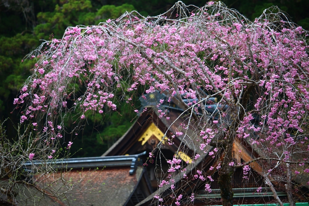 小國神社 桜開花情報！！！⑤『見頃』～『満開』ところにより散り始め