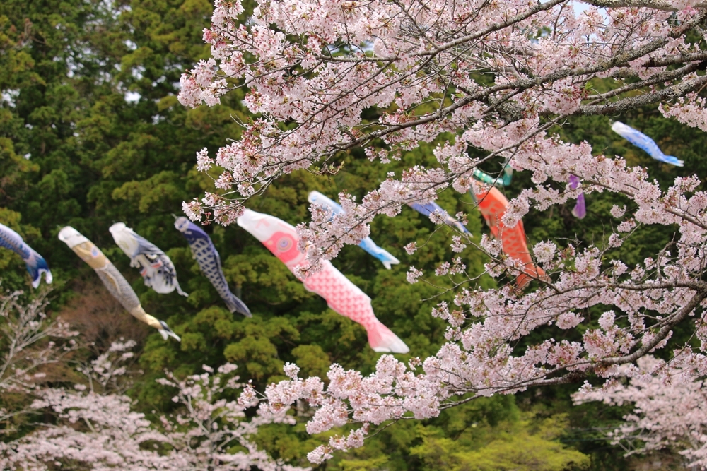 小國神社 桜開花情報！！！⑥『見頃』～『満開』ところにより散り始め