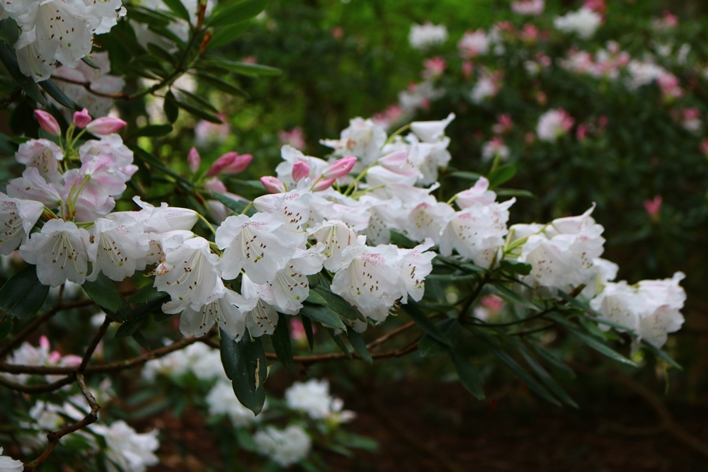 斎庭の草花 シャクナゲ（石楠花）の開花