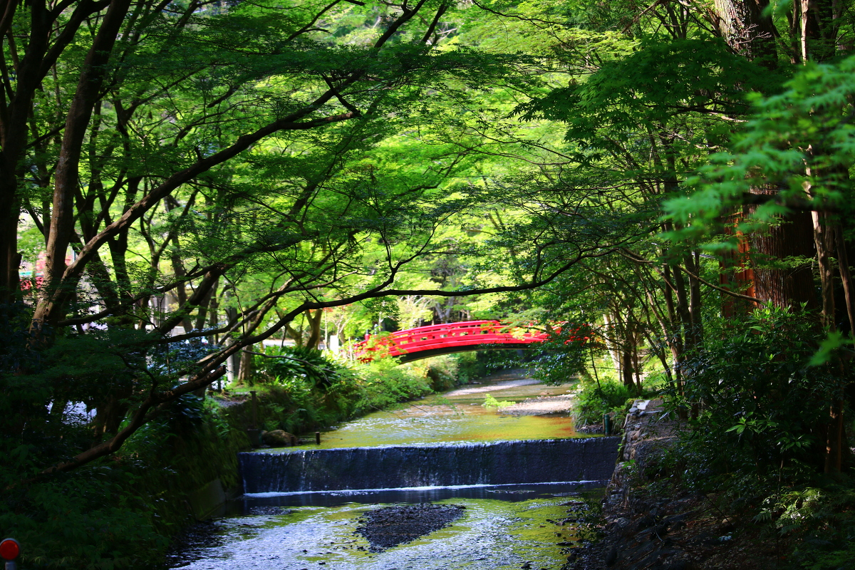 斎庭の草花 青葉もみじの新緑が美しい季節の到来です！！！