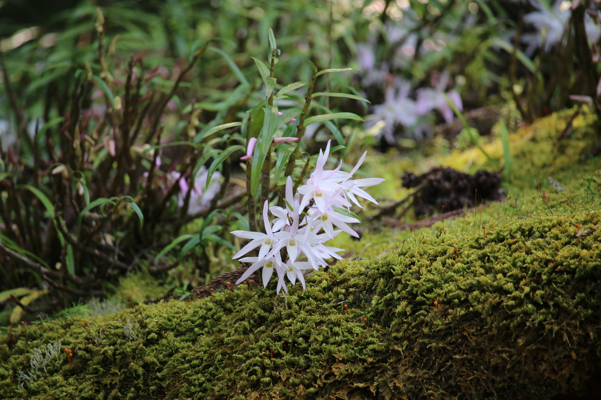 斎庭の草花 セッコク（石斛）の開花！！！