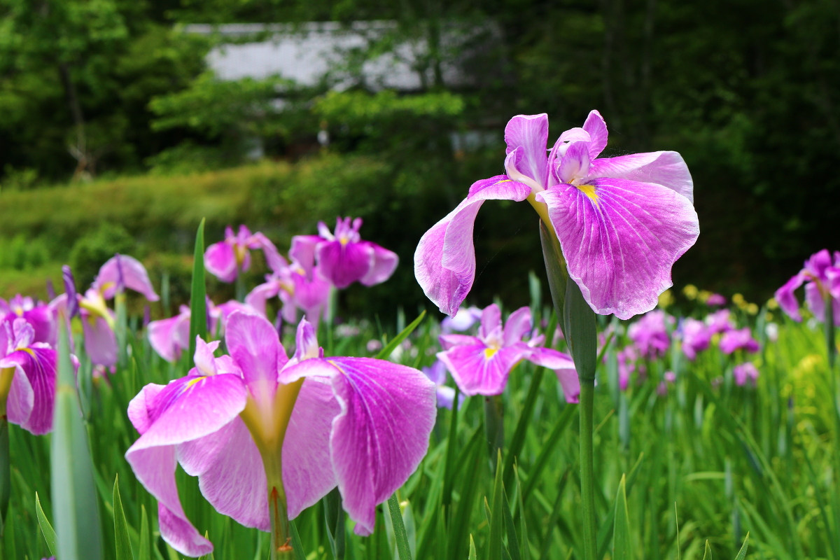 一宮花しょうぶ園開花状況！！！③ 『３分～５分咲き』