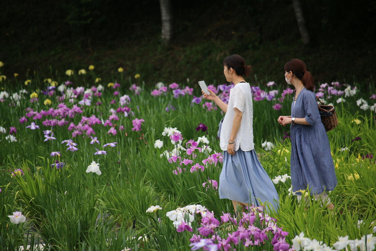 一宮花しょうぶ園開花状況！！！④ 『５分咲き』