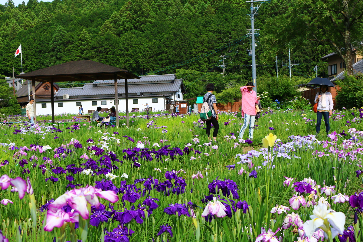 一宮花しょうぶ園開花状況！！！⑧『園内全域で見頃を迎えております』