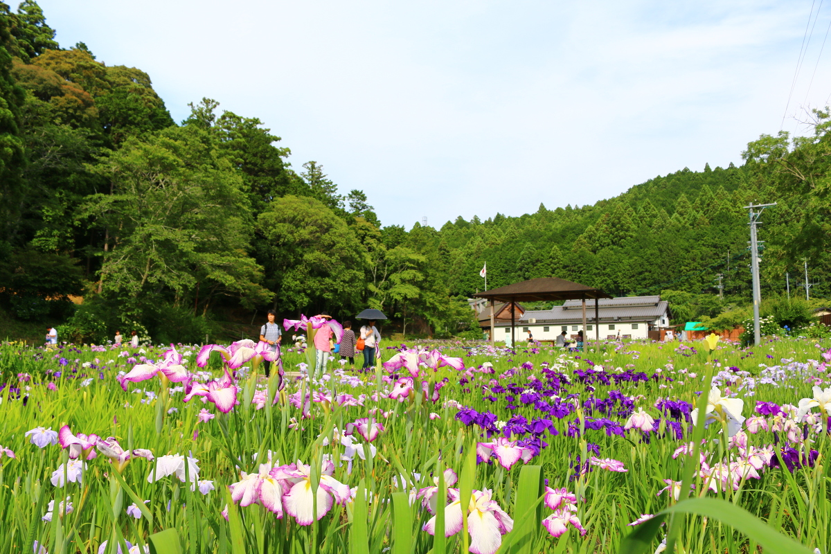 平成２８年 ’’一宮花しょうぶ園’’閉園のお知らせ