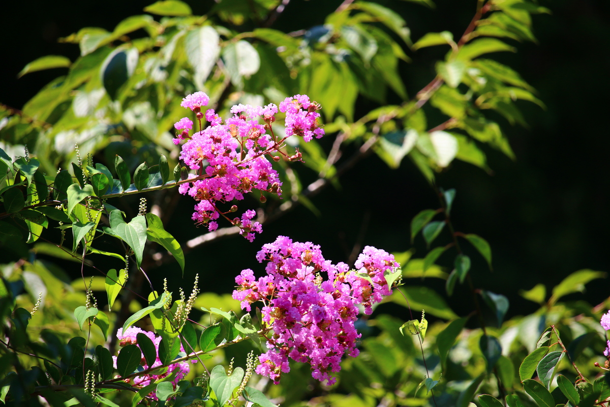 斎庭の草花 百日紅（サルスベリ）、藪蘭（ヤブラン）の開花！！！