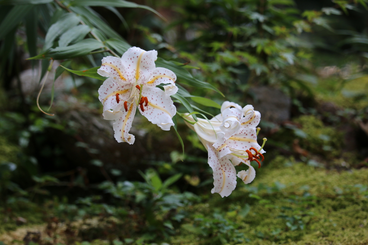 斎庭の草花 姥百合（ウバユリ）・藪茗荷（ヤブミョウガ）・山百合（ヤマユリ）の開花！！！！