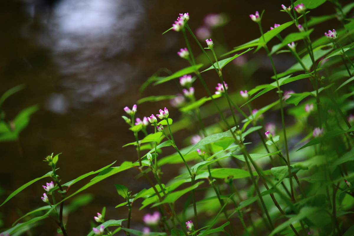 斎庭の草花 「ホトトギス」・「ミゾソバ」・「ミズヒキ」の開花！！！