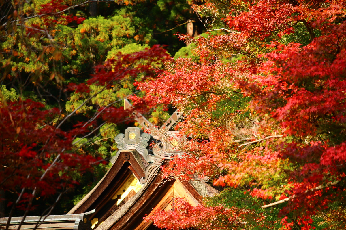 平成２８年 小國神社 紅葉情報④「薄紅葉」（薄く色づいています）・秋のイベントのお知らせ！！！