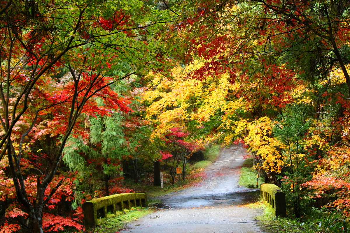 平成２８年 小國神社 紅葉情報⑥「斑紅葉」（濃淡まだらに色づいています）・秋のイベントのお知らせ！！