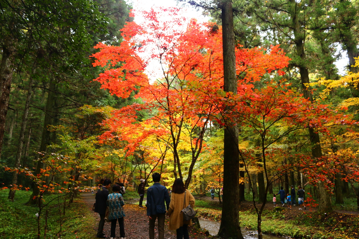 平成２８年 小國神社 紅葉情報⑤「斑紅葉」（濃淡まだらに色づいています）・秋のイベントのお知らせ！！！