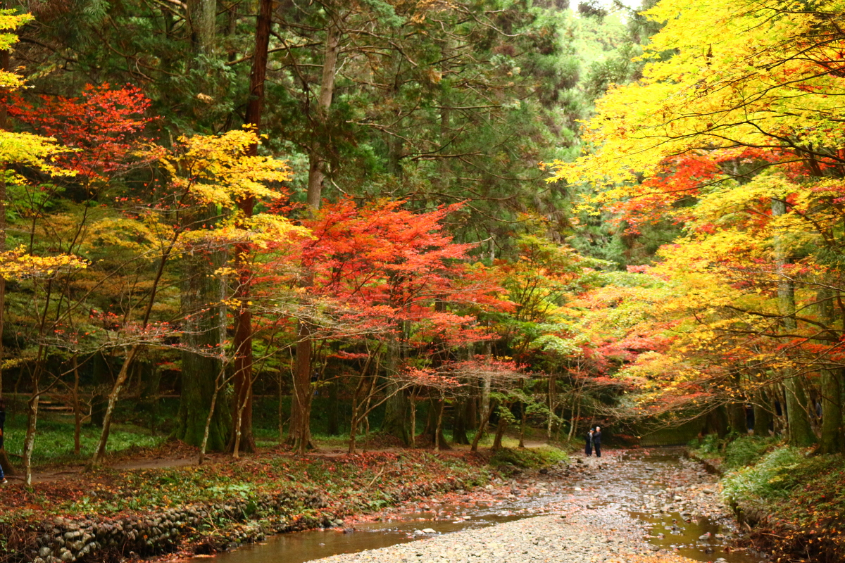 平成２８年 小國神社 紅葉情報⑦「斑紅葉」（濃淡まだらに色づいています）・秋のイベントのお知らせ！！