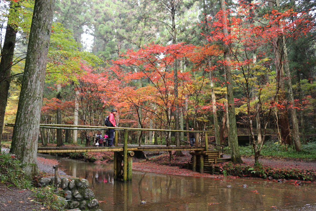 平成２８年 小國神社 紅葉情報⑧「斑紅葉」（場所により見頃 濃淡まだらに色づいています）