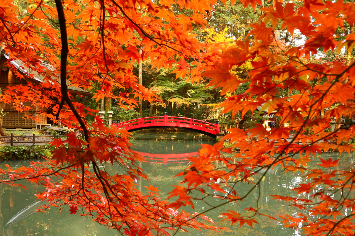 平成２８年 小國神社 紅葉情報 照紅葉 見頃を迎えております 季節の便り 遠江國一宮 小國神社 梅 桜 菖蒲 紅葉など見頃 開花最新情報 静岡県周智郡森町一宮 とおとうみのくに いちのみや