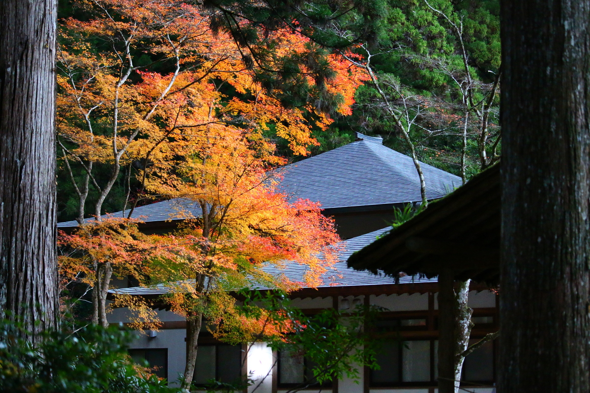 平成２８年 小國神社 紅葉情報最終更新！！！ 「散り紅葉」（見頃を過ぎました）