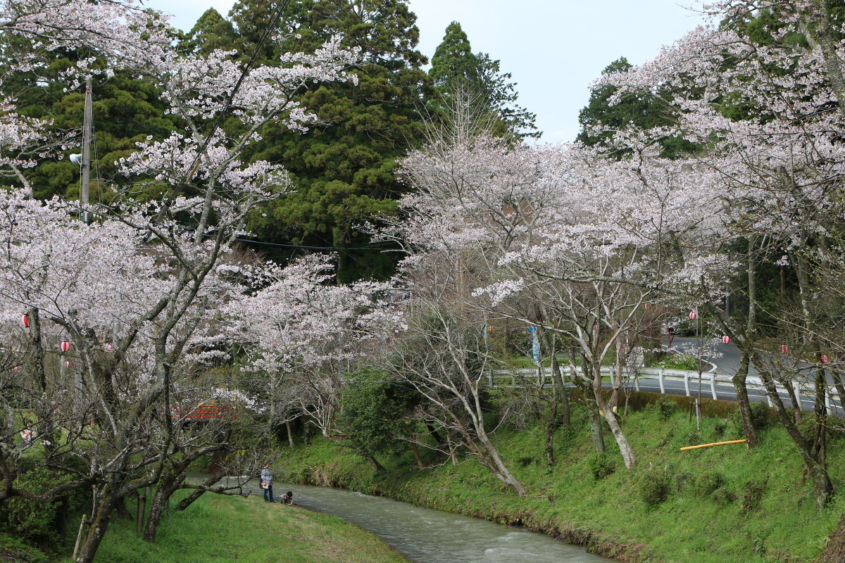 ■小國神社 平成29年春 桜開花状況！！！！⑦■ 『満開』、木により『散り始め』