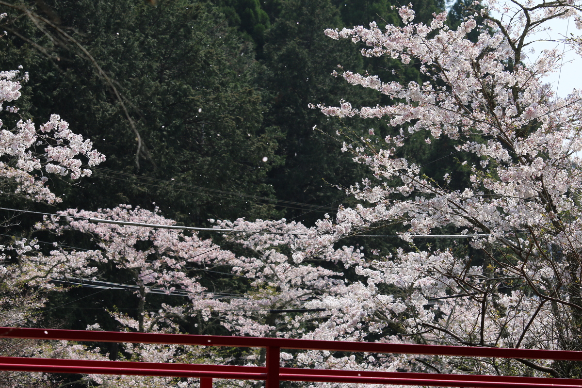 ■小國神社 平成29年春 桜開花状況！！！！⑨■ 『満開』～『散り始め』