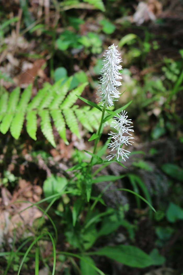 斎庭の草花 「シライトソウ」の開花！！！