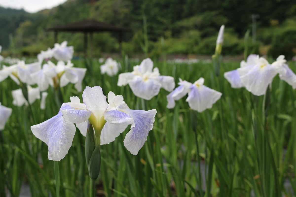 ■一宮花しょうぶ園■開花状況①～咲き始め～