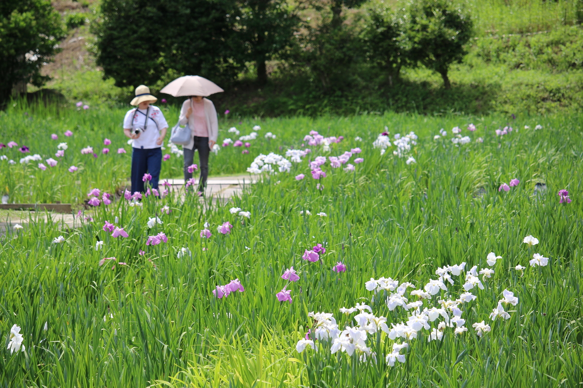 ■一宮花しょうぶ園■開花状況②～1分咲き～