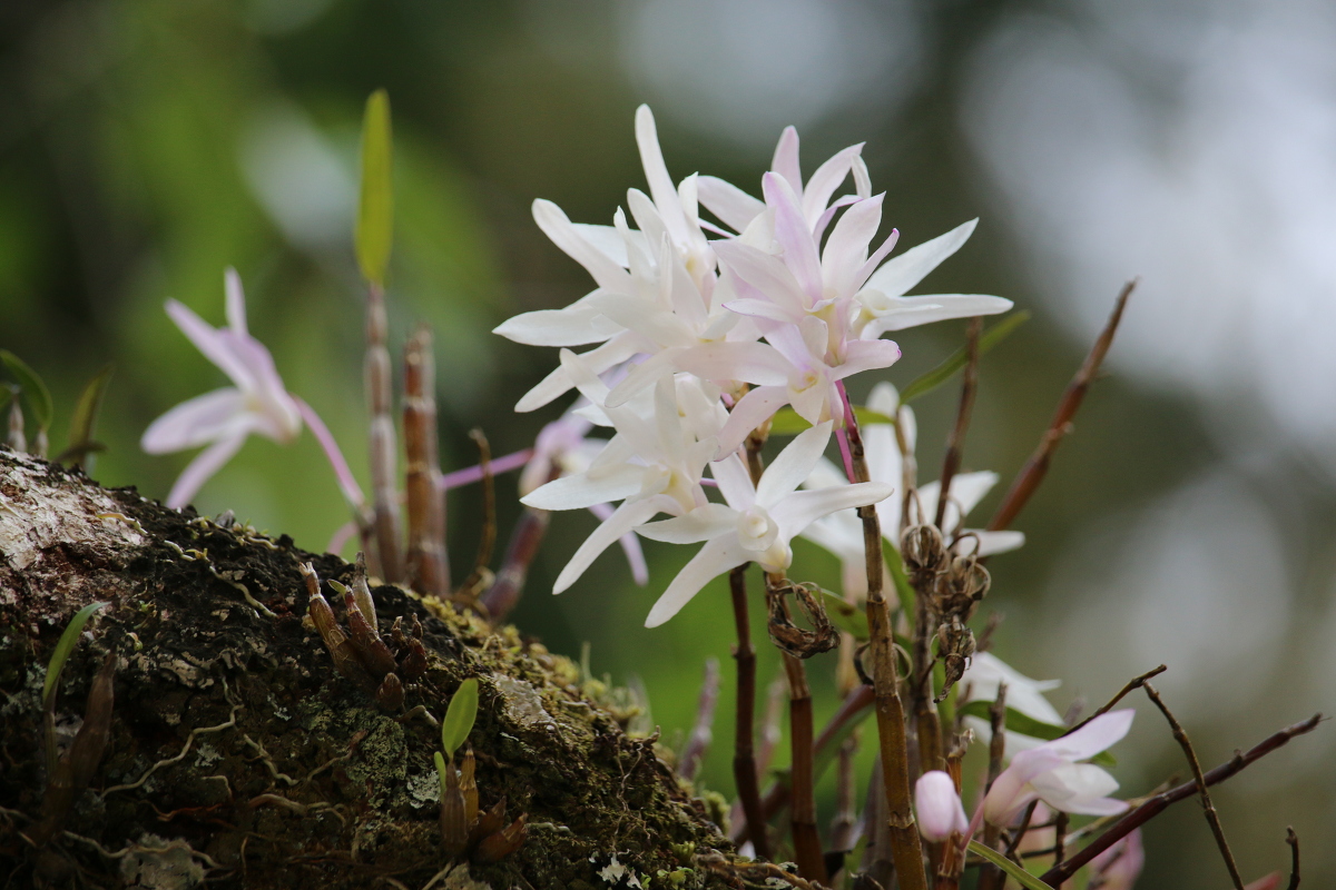 斎庭の草花 「セッコク」の開花！！！ ◆明治天皇御製（ぎょせい）・昭憲皇太后御歌（みうた）に親しむ◆