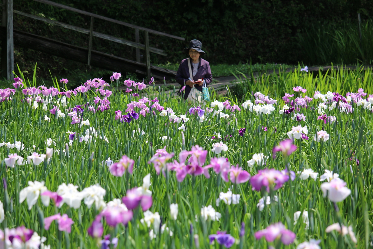 ■一宮花しょうぶ園■開花状況④～見頃を迎えています～