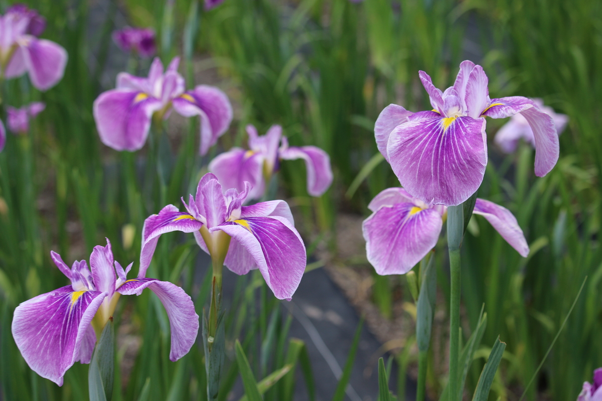 ■一宮花しょうぶ園■開花状況⑤～見頃を迎えています～