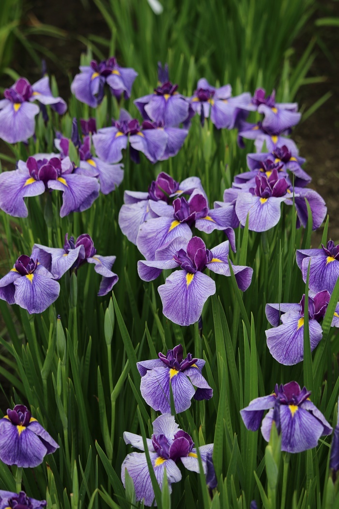 ■一宮花しょうぶ園■開花状況⑥～見頃を迎えています～