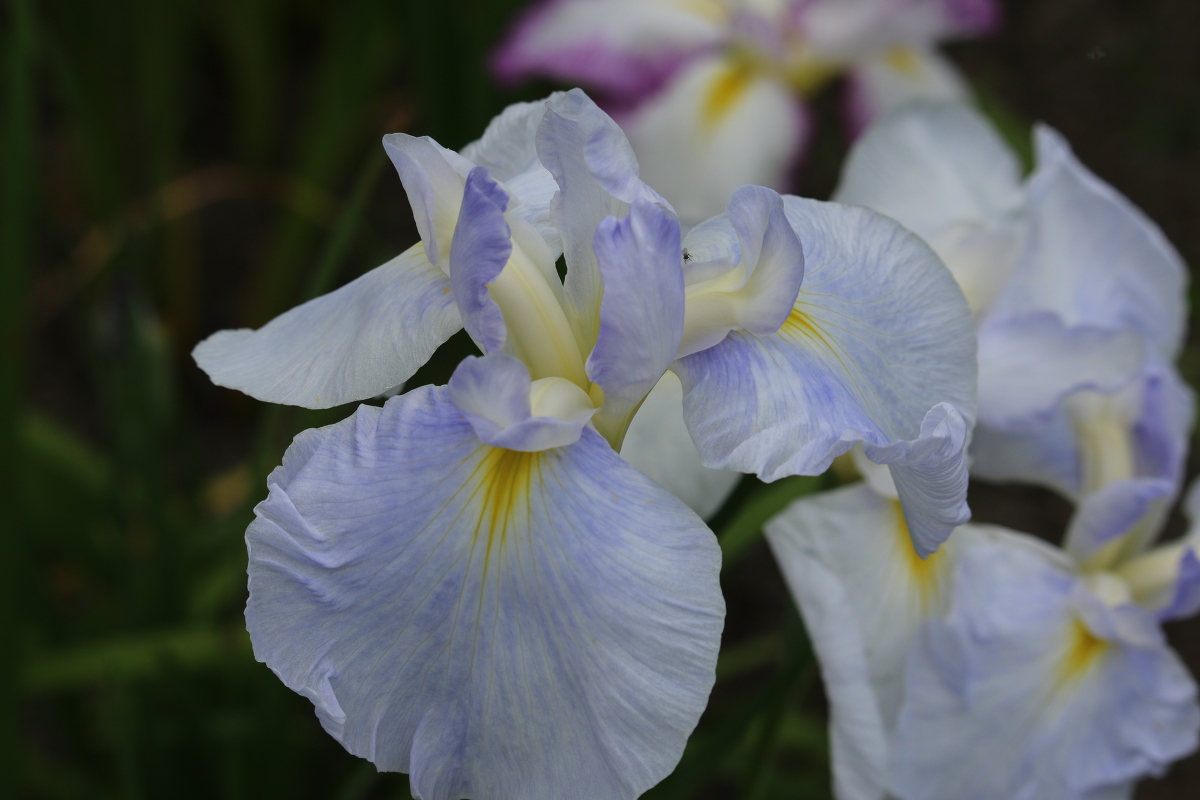 ■一宮花しょうぶ園■開花状況⑦～見頃を迎えています～